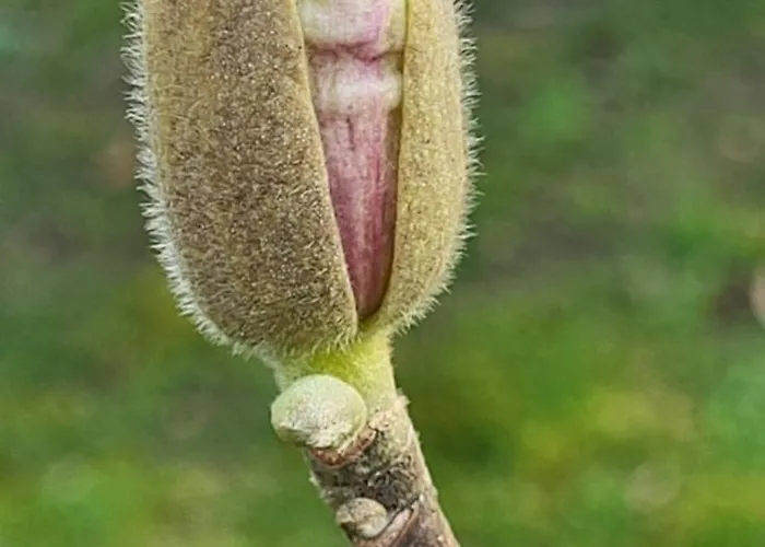 't Kesselke Feriehus Stramproy